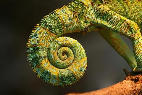 Chameleon tail Stock Photos