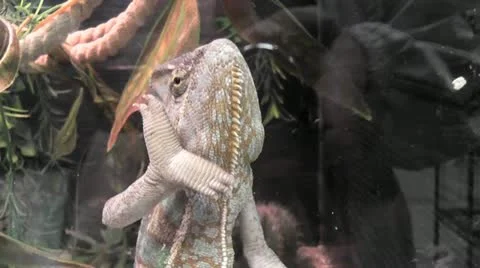 Chameleon in terrarium 01 Stock Footage