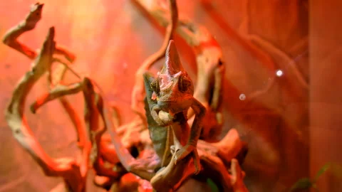 Chameleon in a terrarium. Selective focus. Stock Footage 261137932