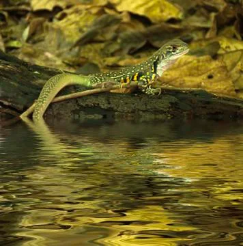 Chameleon on timber decay Stock Photos