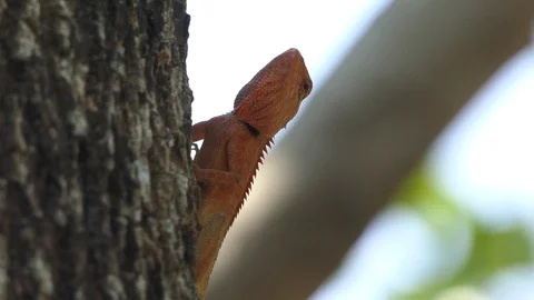 Chameleon on tree branch and leaf Stock Footage 108728191