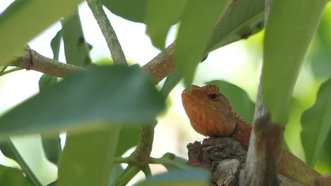 Chameleon on tree branch and leaf Stock-Footage 108728513