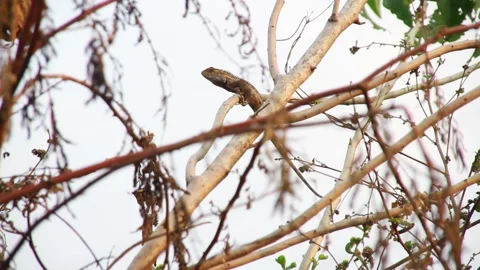 A chameleon is on a tree branch Stock Footage 213921827