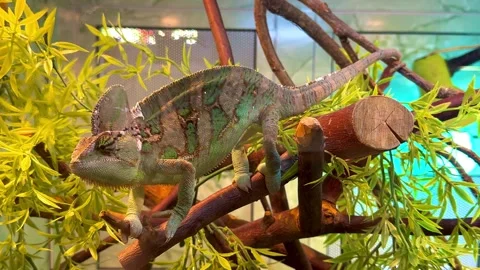 Chameleon on a tree branch Stock Footage 329060523