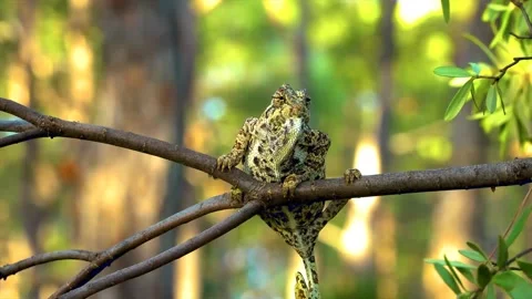 Chameleon on a tree branch in the wild forest. Stock Footage 145569419