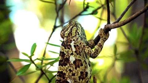Chameleon on a tree branch in the wild forest. Stock Footage 145569437