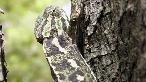 Chameleon on a tree, close up view Stock Footage 139452305