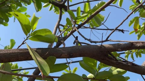 The chameleon is in the tree Stock Footage 286842385