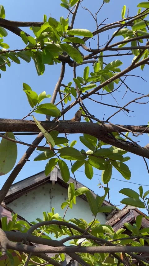 The chameleon is in the tree Stock Footage 286842665