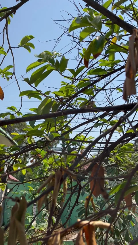 The chameleon is in the tree Video stock 286852536