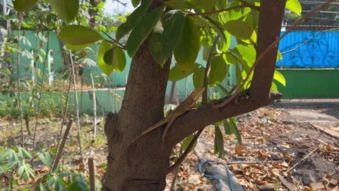 The chameleon is in the tree Stock Footage 286852685