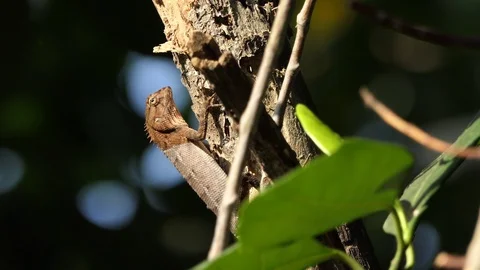 A chameleon on the tree in the forest. Stock-Footage 101691810