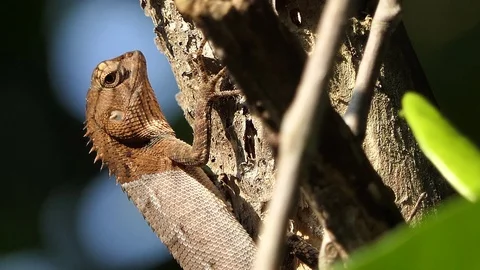 A chameleon on the tree in the forest. Stock Footage 101691837