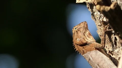 A chameleon on the tree in the forest. Stock Footage 101691916