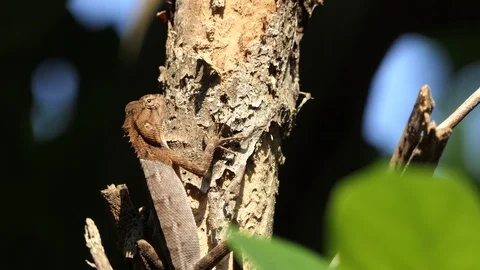 A chameleon on the tree in the forest. Stock Footage 101691931