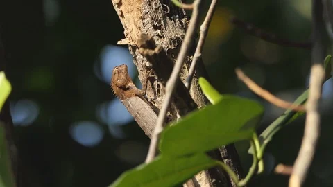 A chameleon on the tree in the forest. Stock-Footage 101695844