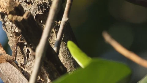 A chameleon on the tree in the forest. Stock-Footage 101696043