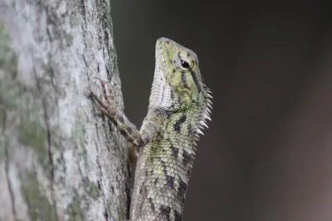 Chameleon on tree - Image Stock Photos