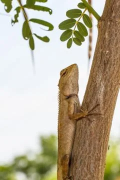 Chameleon on the tree Fotos Stock