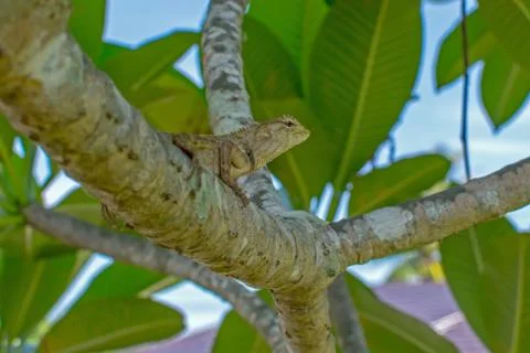 Chameleon on the tree Stock Photos