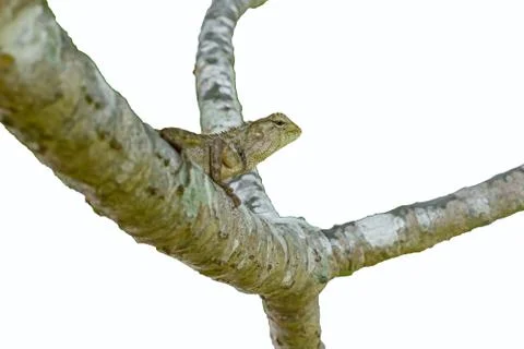 Chameleon on the tree Stock Photos