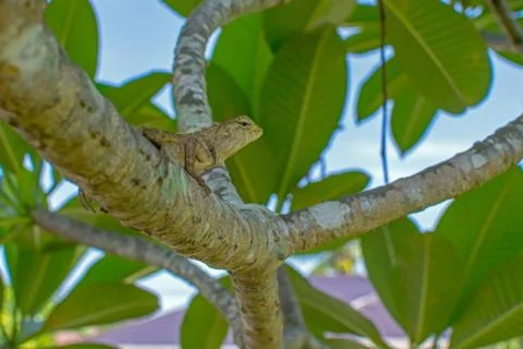 Chameleon on the tree Stock Photos