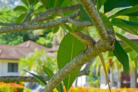Chameleon on the tree Stock Photos