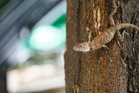 Chameleon on the tree. 스톡 사진