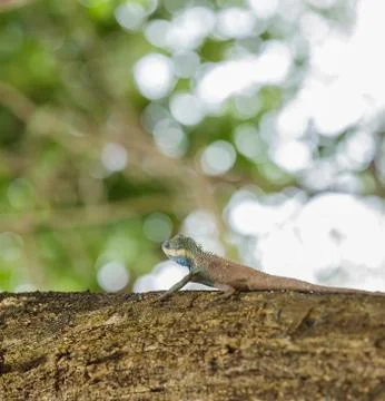 Chameleon on the tree. Stock Photos