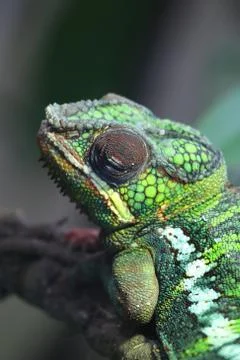 Chameleon  on tree Stock Photos