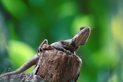 Chameleon in a tree Stock Photos