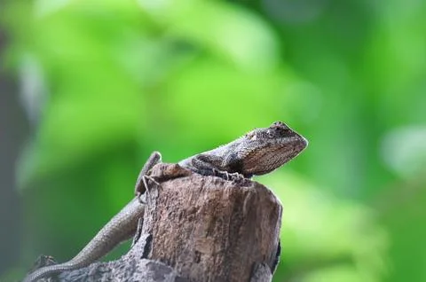 Chameleon in a tree Stock Photos