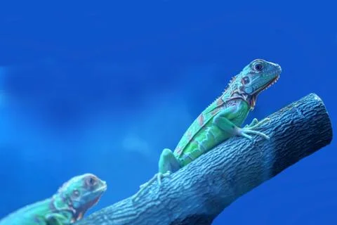 Chameleon on the tree Foto stock