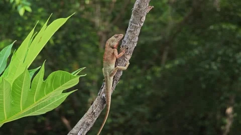 Chameleon trying to catch a bug. Stock Footage 309023179