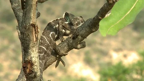 Chameleon on twig Stockbeeldmateriaal 76250689
