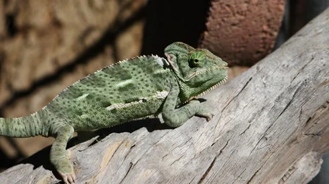 Chameleon Walking Up A Branch Stock Footage 60605500