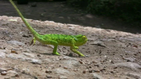 -chameleon walking Stock Footage 550342