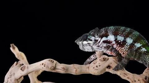 Chameleon Walking Stock Footage 65429224
