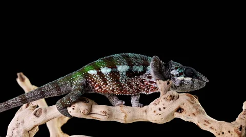 Chameleon Walking Stock Footage