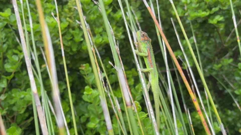 Chameleon  walking on reeds. Stock Footage 166314079