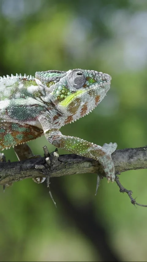 Chameleon walking on a tree branch and looks around during Stock Footage 206662559