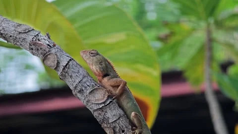 Chameleon walking on tree branch. Stock Footage 309023185