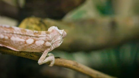 Chameleon walks on branch and eats cricket Видео 105370357