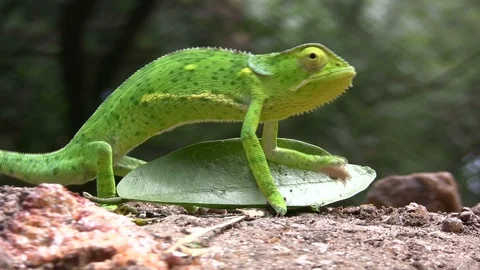 A chameleon walks hesitantly over a leaf on the ground Stock Footage 87244850