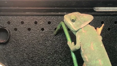 Chameleon on a wall 動画素材 110887404