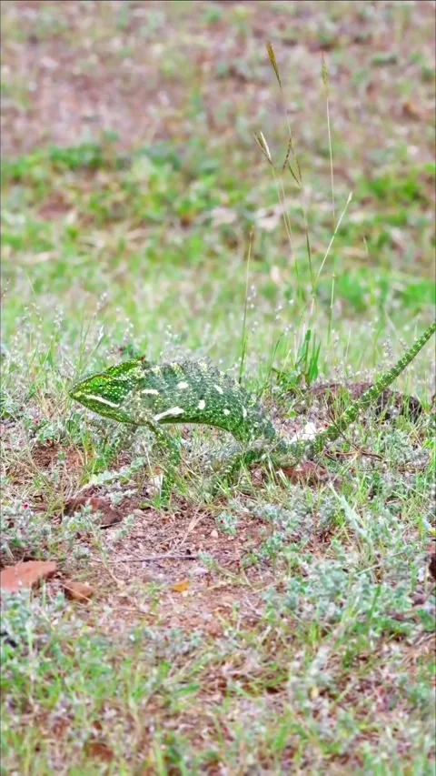 Chameleon in the wild Stock Footage 326571053