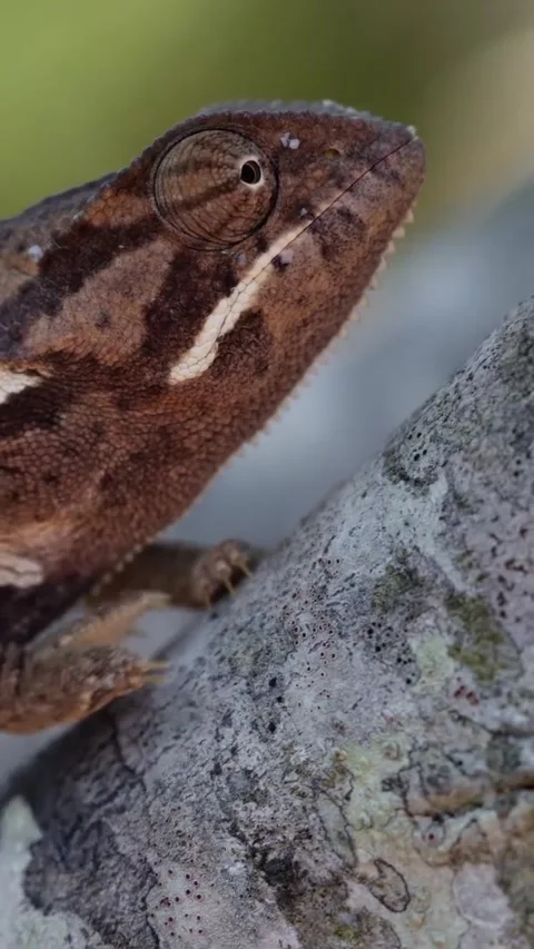Chameleon in the wild Stock Footage 326571058