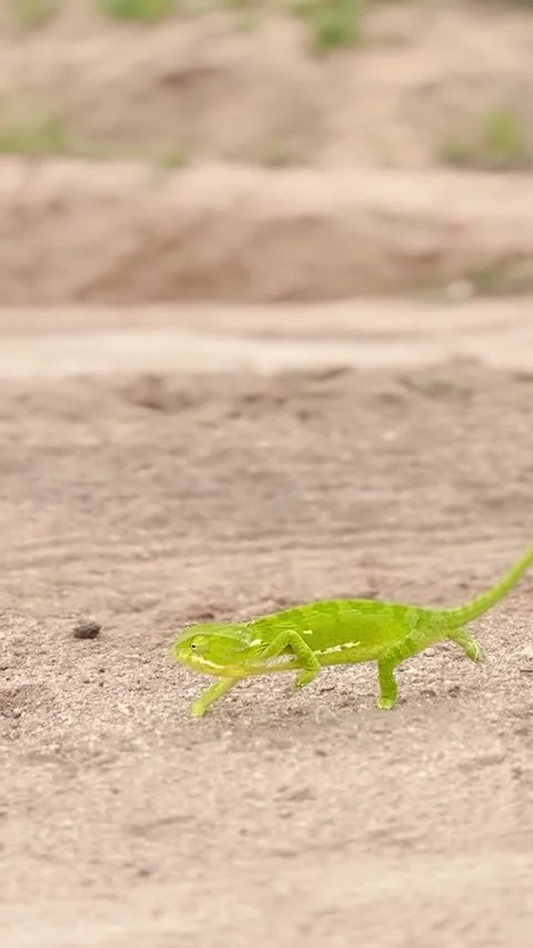 Chameleon in the wild Stock Footage 326571153