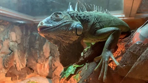 Chameleon winking Stockbeeldmateriaal 105307967