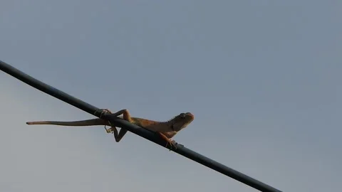 Chameleon on the wire Stock Footage 151032924
